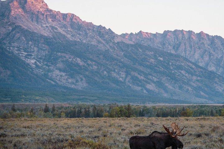 Safari privado de vida selvagem de dia inteiro em Grand Teton National Park