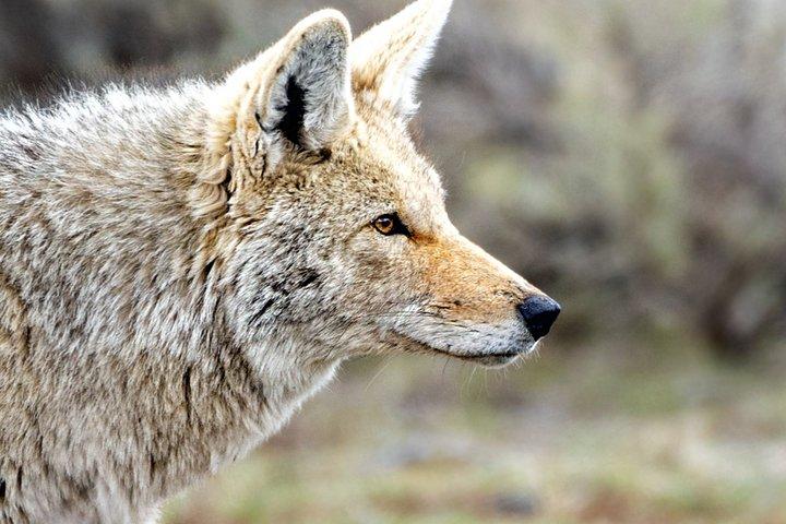 Private Sunset Wildlife Safari im Grand Teton Nationalpark