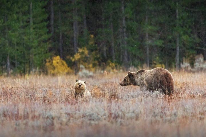 Private Sunset Wildlife Safari im Grand Teton Nationalpark