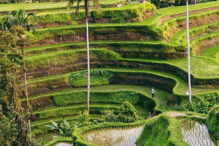 ウブドプライベートツアー:現地エキスパートによるオールインクルシブ