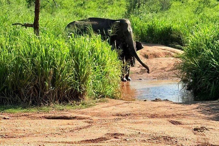 ミネリヤ国立公園ジープサファリアドベンチャー