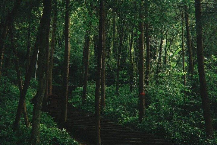 成都パンダ渓谷と青城山オールインクルーシブ日帰りツアー