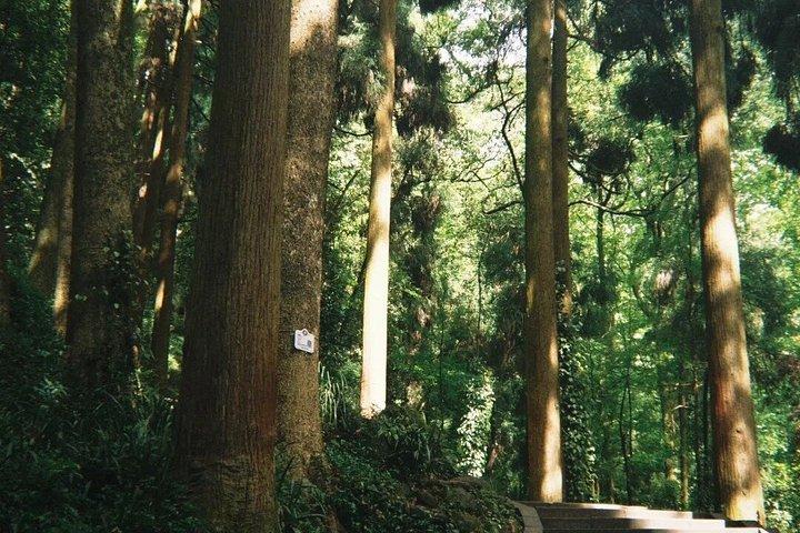 成都パンダ基地＆青城山オールインクルシブプライベートツアー