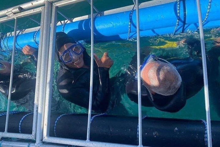Exploradores de tiburones