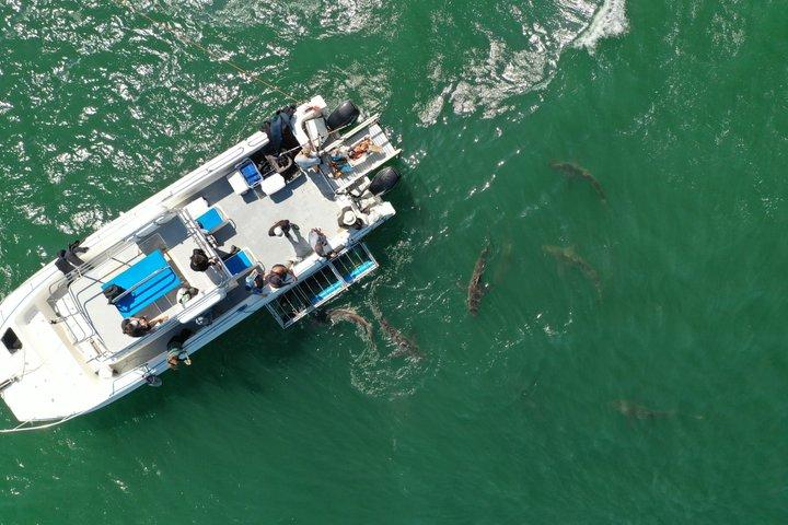 Exploradores de tiburones