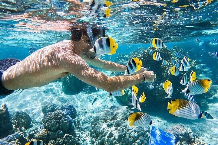 マルサ アラムでのプライベート 1 日シュノーケリング アクティビティ