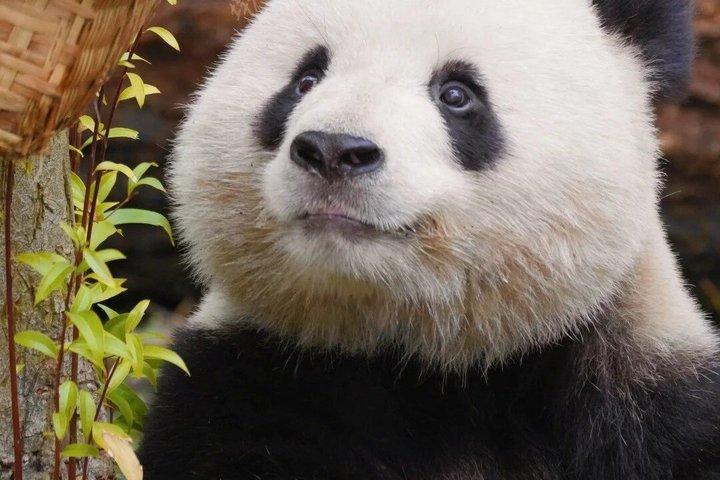 Chengdu Panda Base&Mount Qingcheng All Inclusive Private Tour