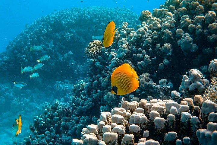 Sansibar Delfinschwimmen und Korallenschnorcheln