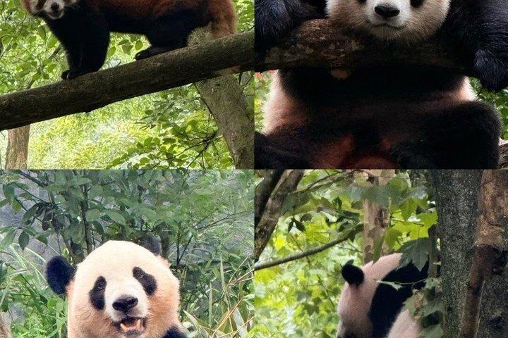 Excursion d'une journée dans la vallée du Panda de Chengdu et le mont Qingcheng