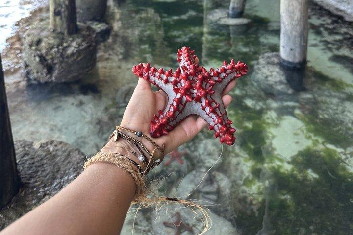 ジョザニモリモンキーズとサラームケイブタートル（ランチ付き）