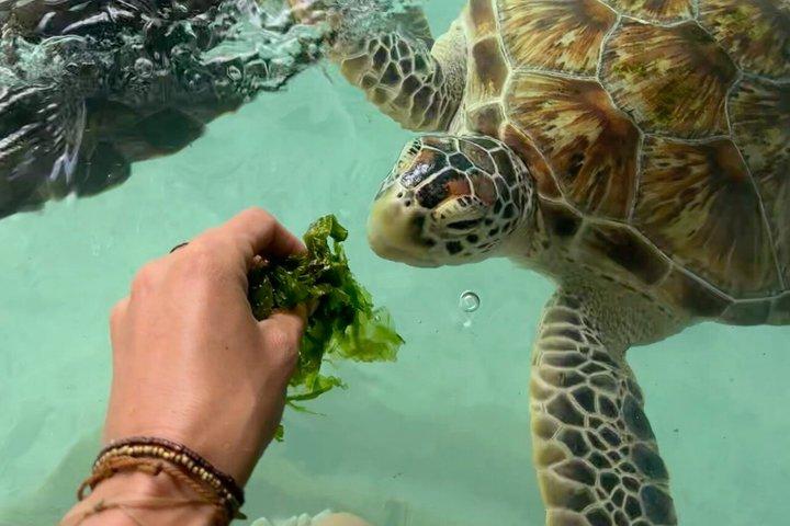 ジョザニモリモンキーズとサラームケイブタートル（ランチ付き）