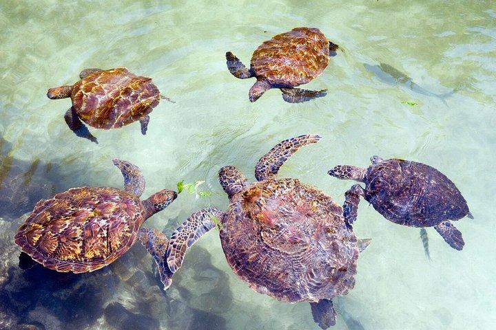 ジョザニモリモンキーズとサラームケイブタートル（ランチ付き）
