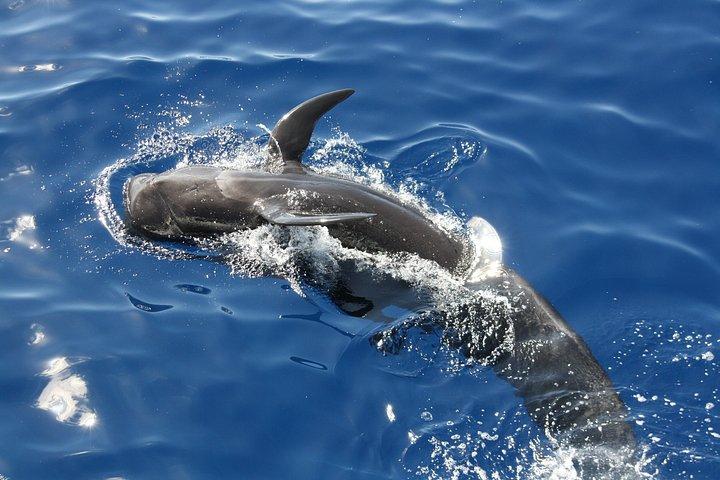 Afternoon Discovery Whale Watching Experience Los Cristianos
