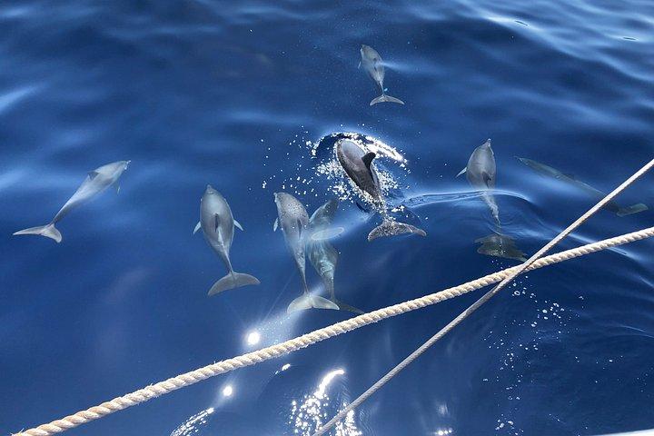 Afternoon Discovery Whale Watching Experience Los Cristianos