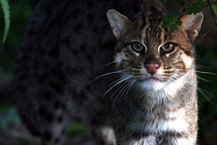 シギリヤ周辺のナイトアニマルを野生に見るナイトサファリ