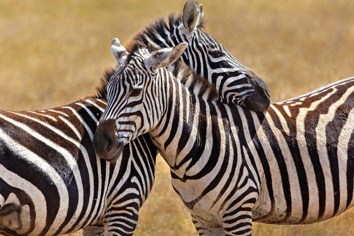 De Zanzibar : 1 - Dia Selous Safari com voo e almoço