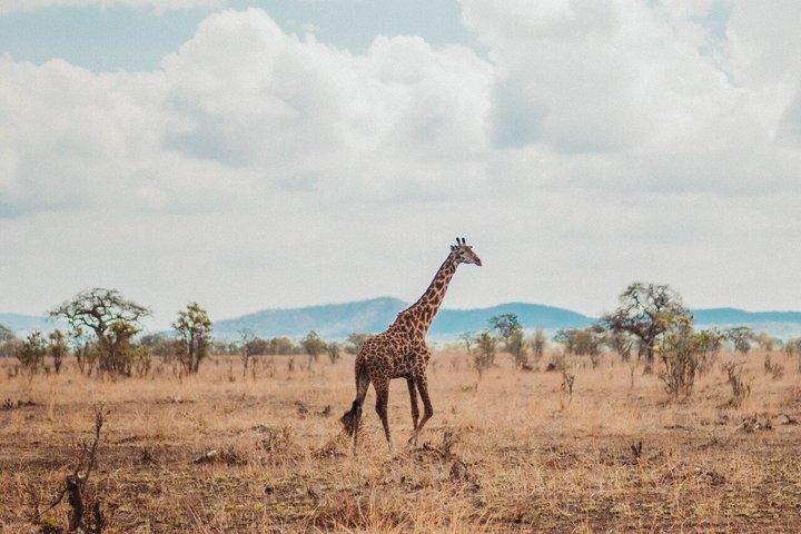 De Zanzibar : 1 - Dia Selous Safari com voo e almoço