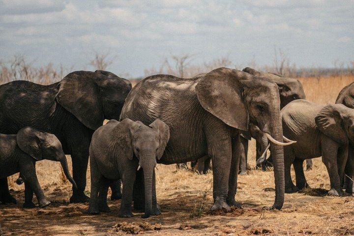 Vanuit Zanzibar : 1 - Dag Selous Safari met Vlucht & Lunch
