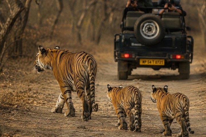 Jaipur nach Ranthambore 2-tägige Wildlife Safari Tour