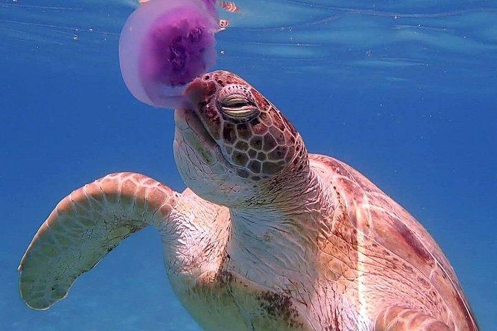 フルガダからマルサ・ムバラクの船旅