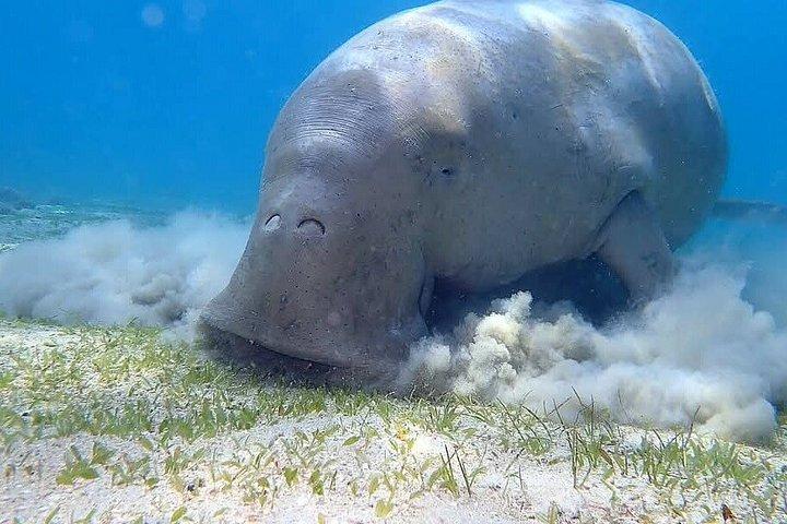 フルガダからマルサ・ムバラクの船旅