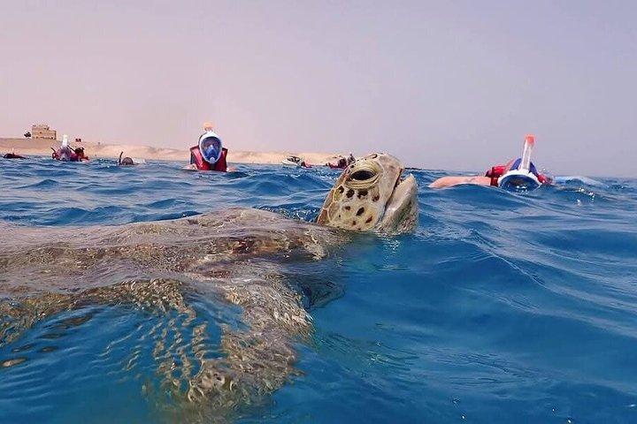 Marsa Mubarak Bådtur med skildpadder og dugonger fra Hurghada