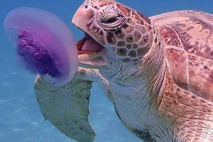 Marsa Mubarak Bådtur med skildpadder og dugonger fra Hurghada