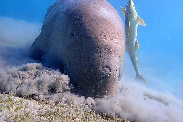 フルガダからマルサ・ムバラクの船旅