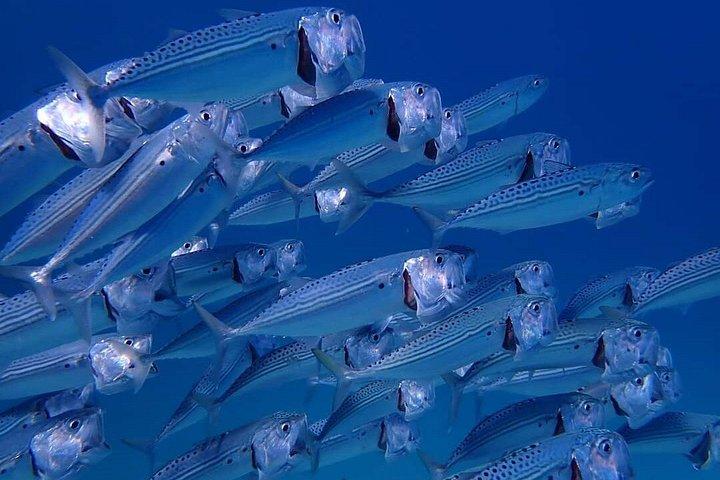 フルガダからマルサ・ムバラクの船旅