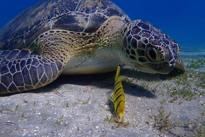 フルガダからマルサ・ムバラクの船旅