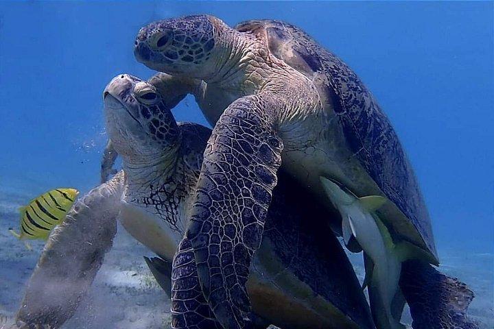 フルガダからマルサ・ムバラクの船旅