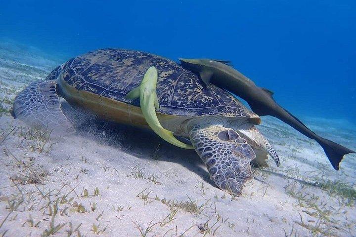 フルガダからマルサ・ムバラクの船旅