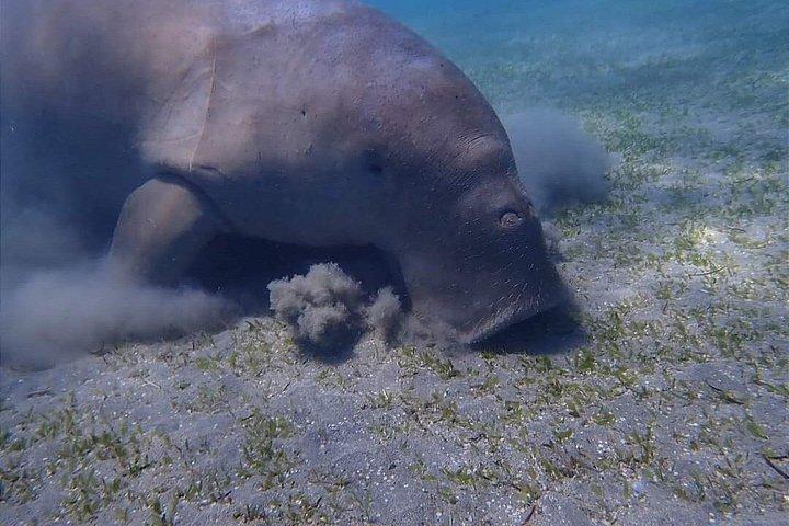 フルガダからマルサ・ムバラクの船旅
