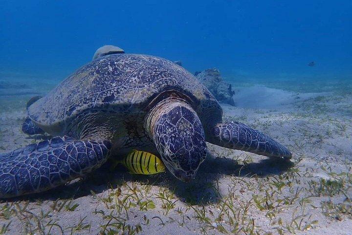 フルガダからマルサ・ムバラクの船旅