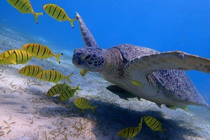 Marsa Mubarak Bådtur med skildpadder og dugonger fra Hurghada