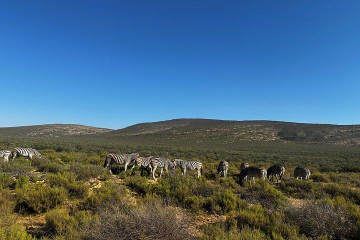 Aquila Big 5 Safari and Wine Tasting Day Tour – From Cape Town