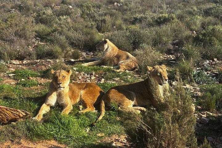 Aquila Big 5 Safari and Wine Tasting Day Tour – From Cape Town