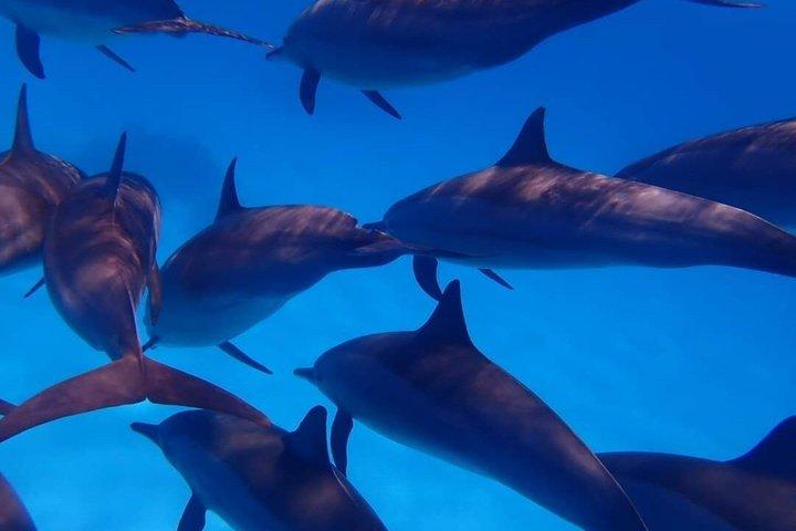 Sataya Dolphin House snorkeltrip vanuit Marsa Alam