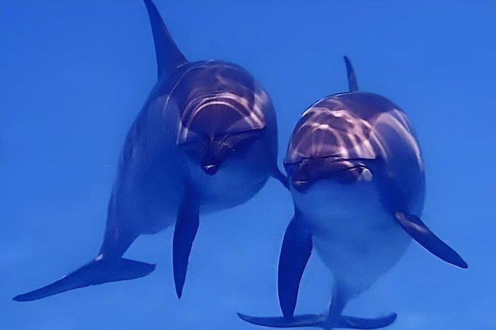 Sataya Dolphin House Snorkeling Trip from Marsa Alam