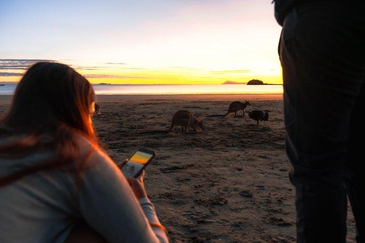 Hoteller i nærheden af Airlie Beach: Kangaroo's on the Beach at Sunrise Eco Wildlife Tour