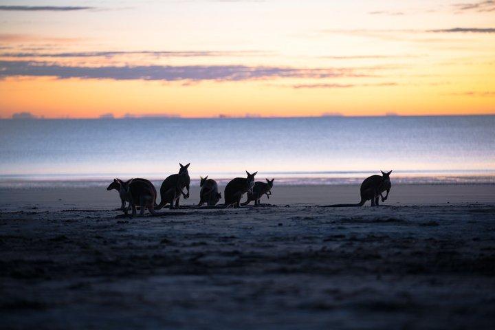 Hoteller i nærheden af Airlie Beach: Kangaroo's on the Beach at Sunrise Eco Wildlife Tour
