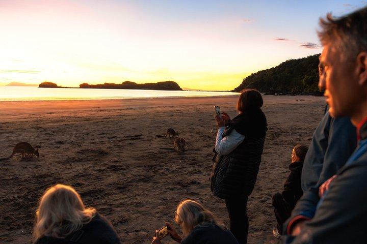 Hoteller i nærheden af Airlie Beach: Kangaroo's on the Beach at Sunrise Eco Wildlife Tour