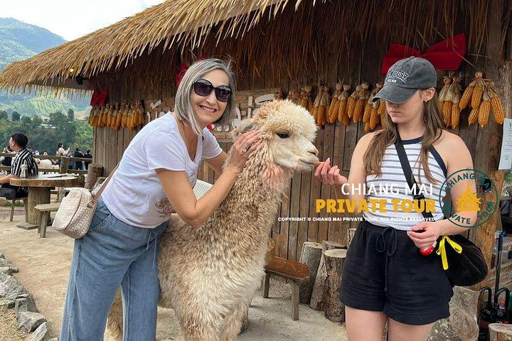 モンジャム・フラワーヒルズ＆アルパカカフェ＆ダンテワダ（プライベート旅行）
