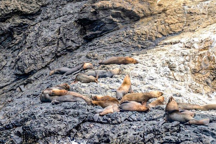 グアヤキル発イスラサランゴ島終日シュノーケリングと海鳥ツアー