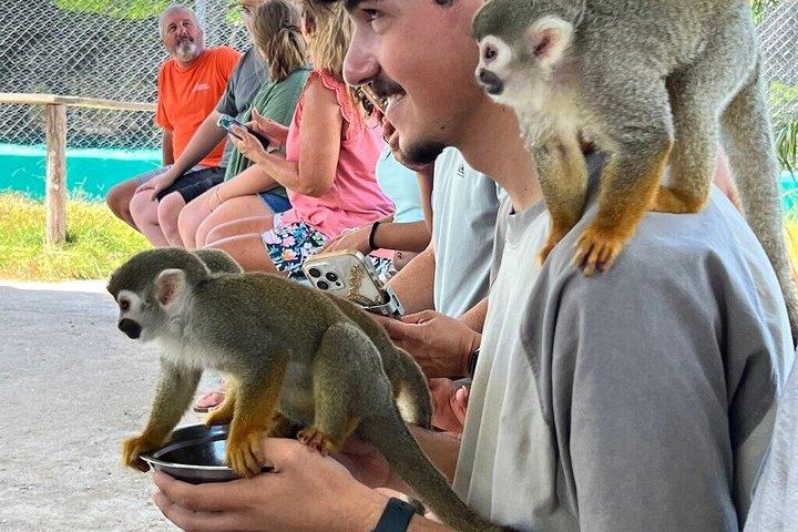 琥珀の入り江とタイノ湾からのサルのふれあいショアエクスカーション