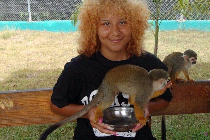 琥珀の入り江とタイノ湾からのサルのふれあいショアエクスカーション