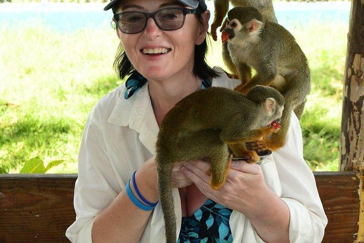 琥珀の入り江とタイノ湾からのサルのふれあいショアエクスカーション