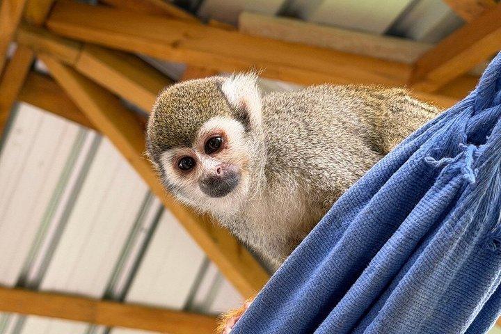 琥珀の入り江とタイノ湾からのサルのふれあいショアエクスカーション
