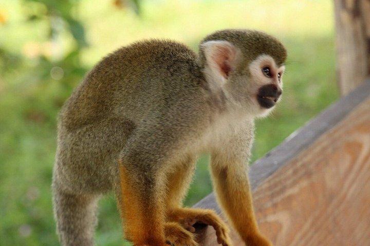 琥珀の入り江とタイノ湾からのサルのふれあいショアエクスカーション