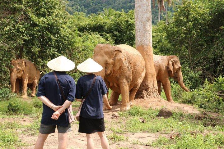 サムイ島ゾウ保護区とアイランドライフ体験